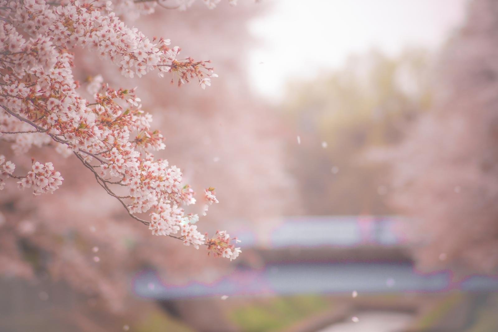JR Pass vs Renting a Car in Japan: The Real Break-Even Maths