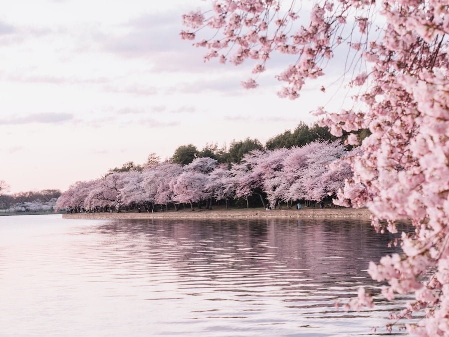 Yoshino Nara: Exploring the Cherry Blossom Capital of Japan