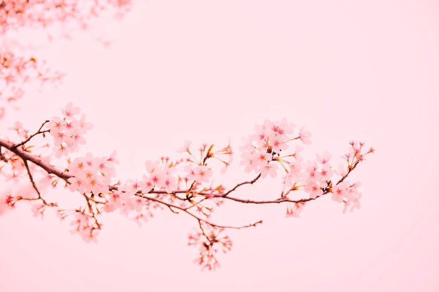 What does Sakura mean in Japanese?