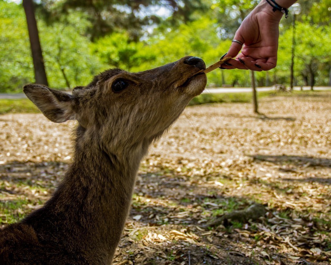 Nara Park: A Guide to Japan’s Enchanting Wildlife Sanctuary