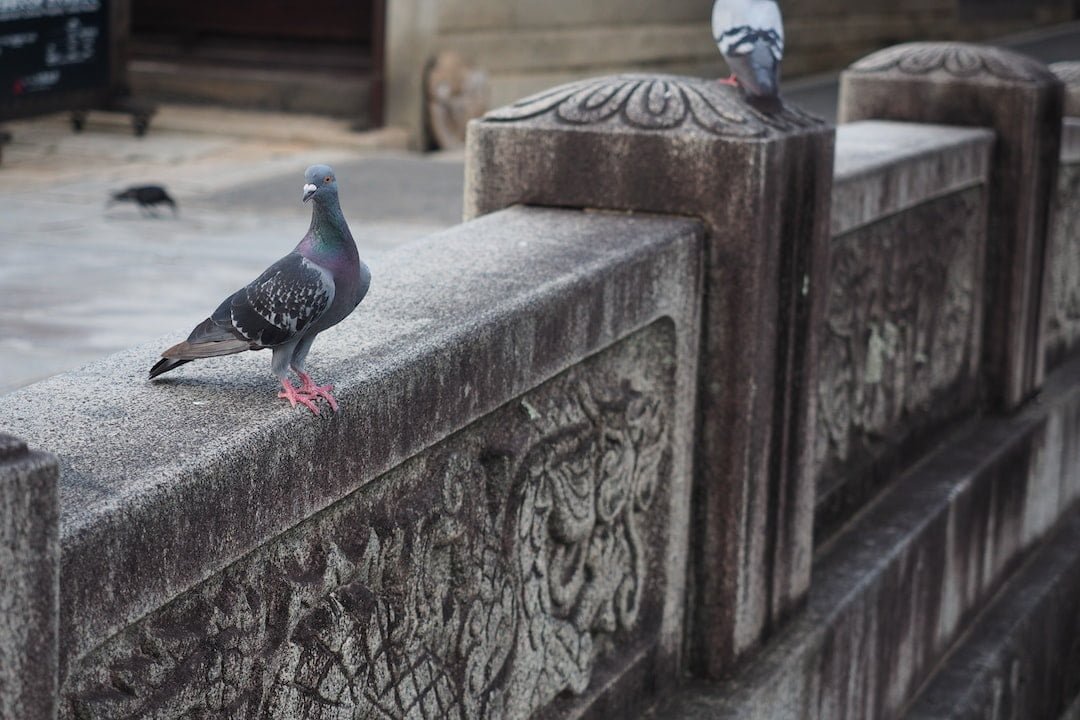 Discovering the Hidden Gems of Okayama: Exploring the Charming Prefecture in Japan