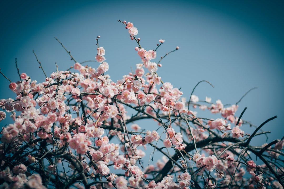 Hanami, Japan