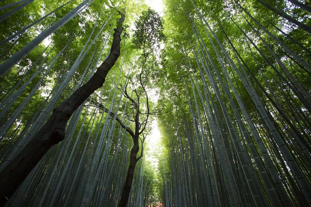 Discover the Serenity of Kyoto’s Enchanting Bamboo Forest