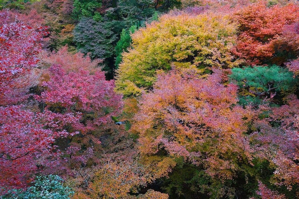 Red, orange and yellow maple trees in autumn foliage around Tofuku-ji temple, Kyoto