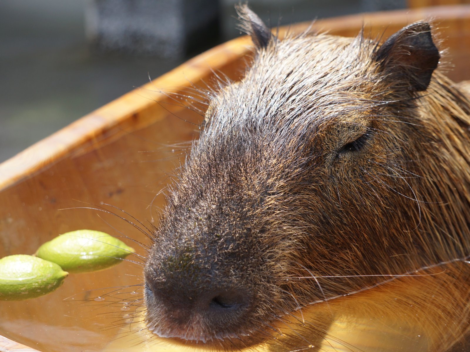 A capybara with half-closed eyes soaking in a wooden tub of warm water, with two green citrus fruits floating beside it