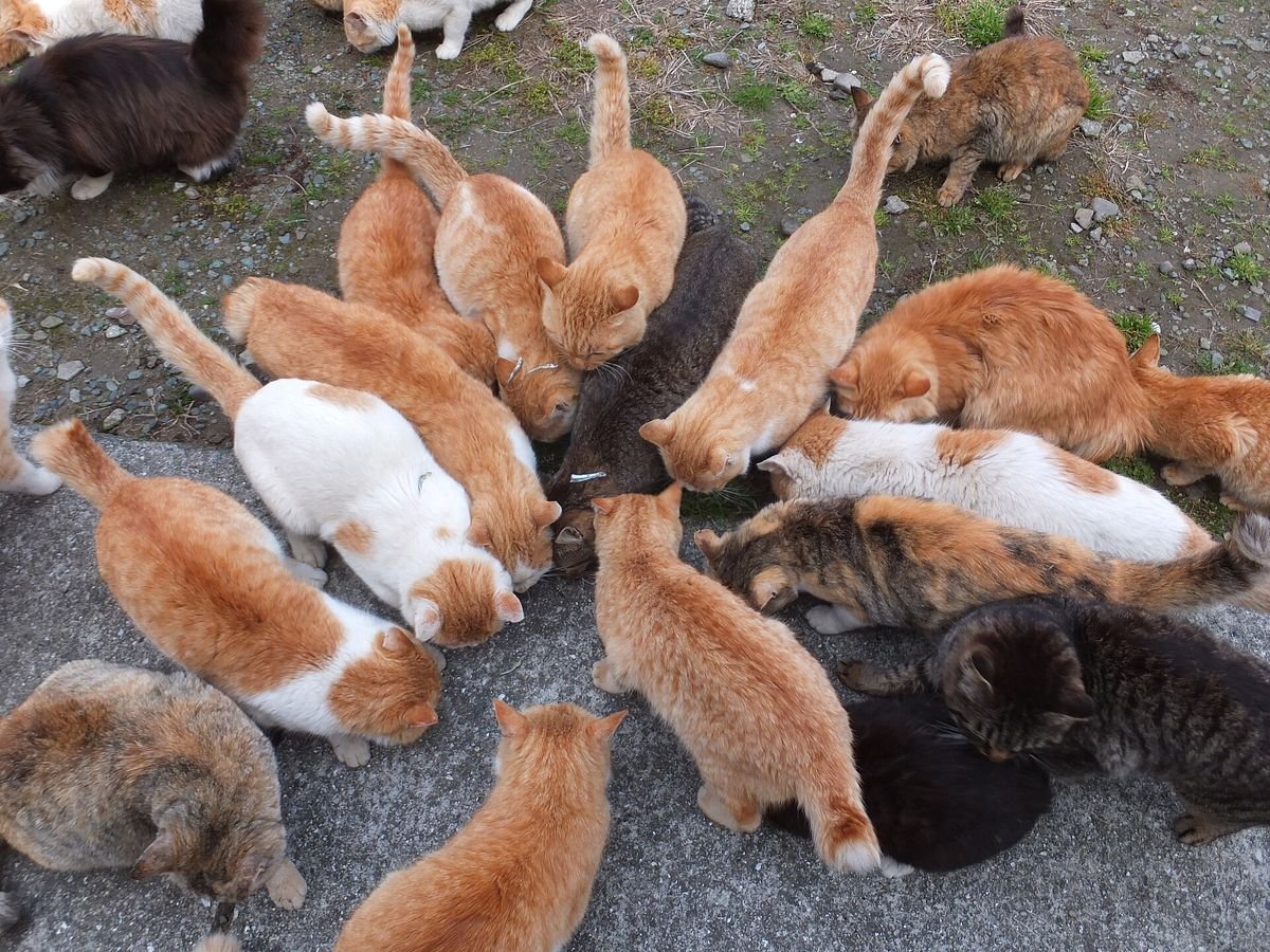 Ginger, white and tabby cats eating at the visitor feeding spot on Aoshima, Ehime's cat island