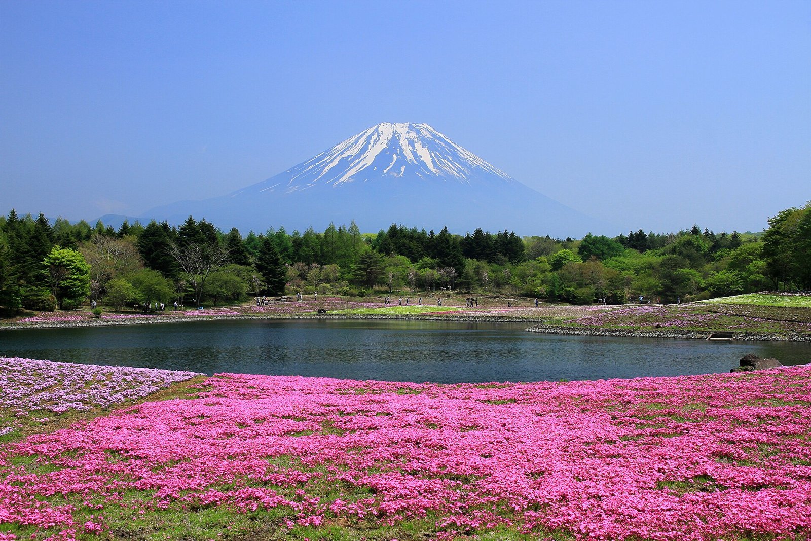Shibazakura Festival Guide: Fuji, Chichibu and Hokkaido (2026 Dates for 2027 Planning)