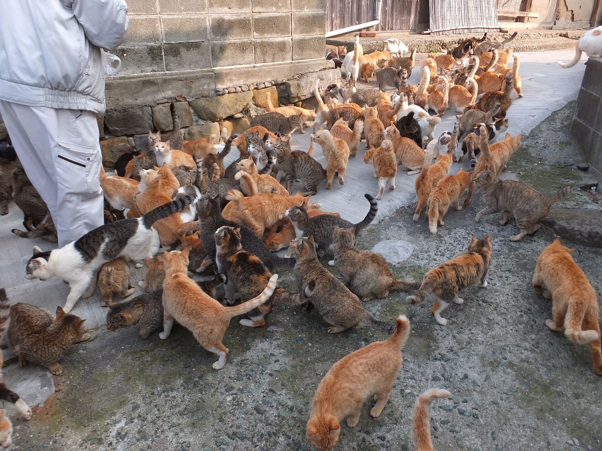 A crowd of ginger, white and tabby cats gathered around an islander's feet on a concrete path on Aoshima, Ehime