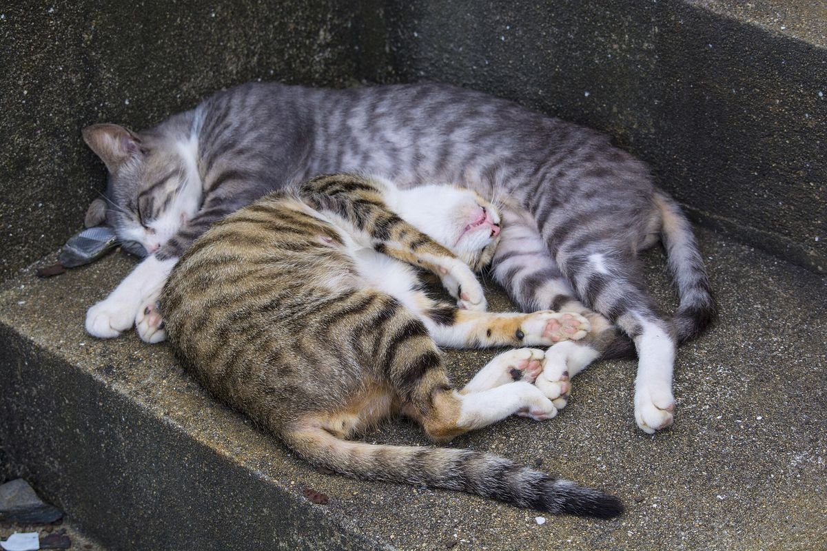 Two tabby cats curled up asleep together on a concrete step on Ainoshima, Fukuoka